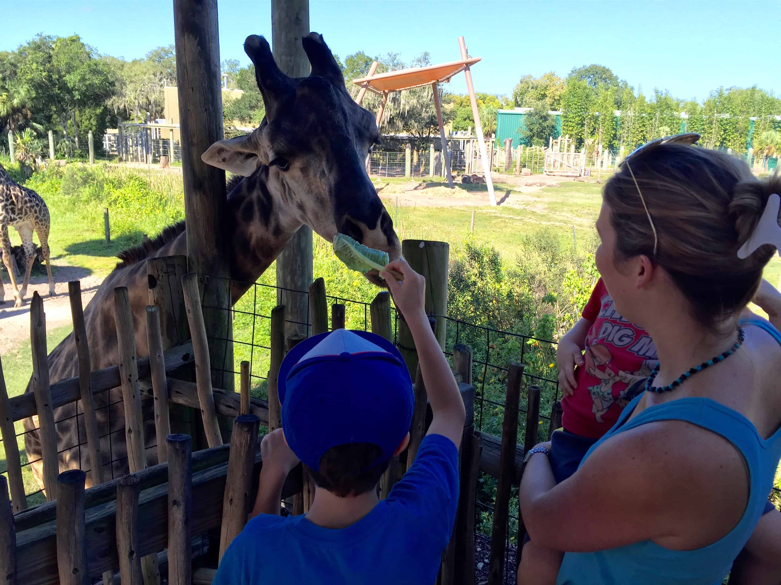 Lowry-Park-Zoo